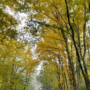 Meet your Posher, Chester